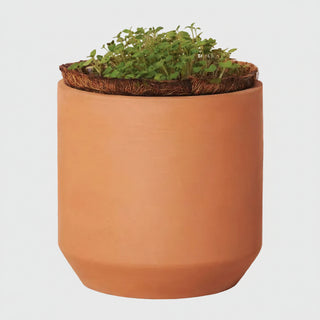 Tiny Terracotta Grow Kit Thank You Daisies