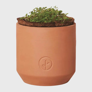 Tiny Terracotta Grow Kit Thank You Daisies
